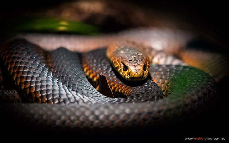 SMART Pressure Bandage with clever Pictograms