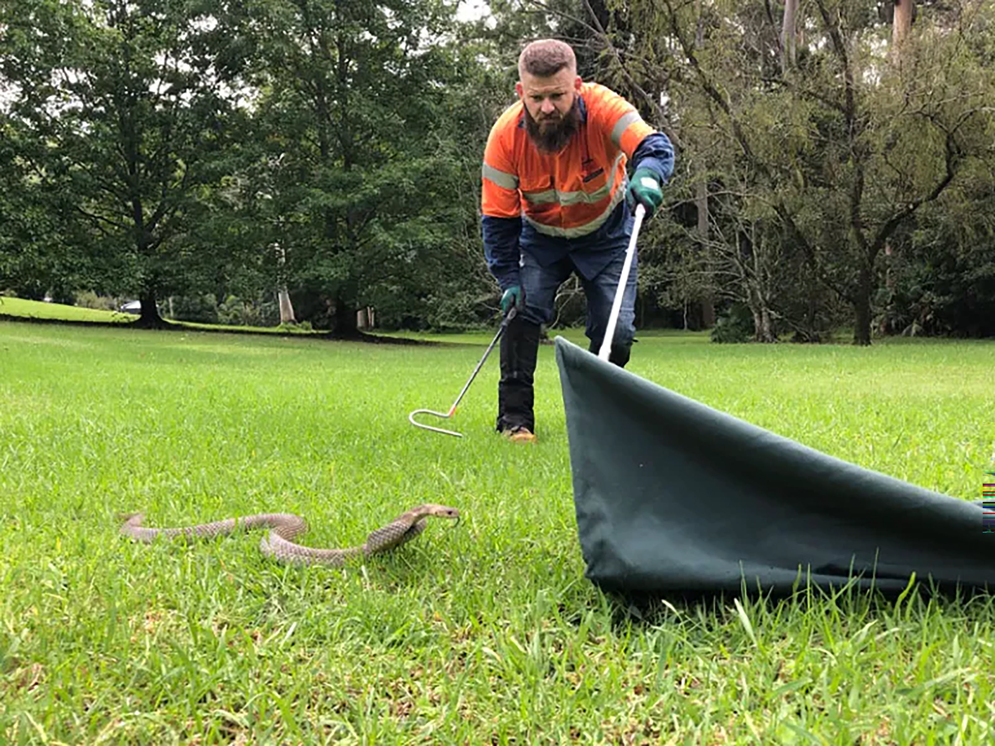 SNAKE RELOCATION TRAINING – sssafe.com.au